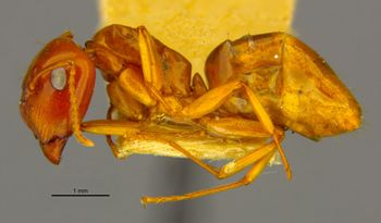 Media type: image;   Entomology 21553 Aspect: habitus lateral view
